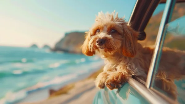 Aquasonic Charity Support Dog Coastal